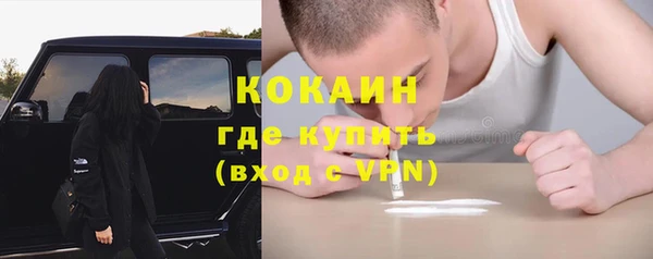 прущие грибы Новозыбков